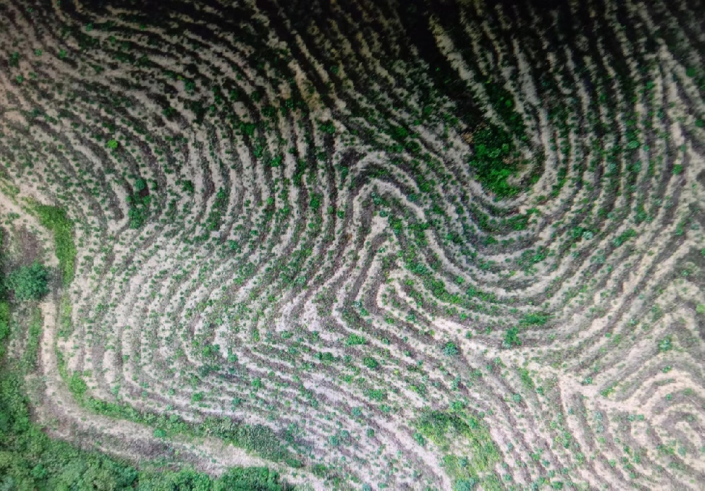 為林區(qū)安上“眼睛”——科技助力提升營造林與護林管理成效