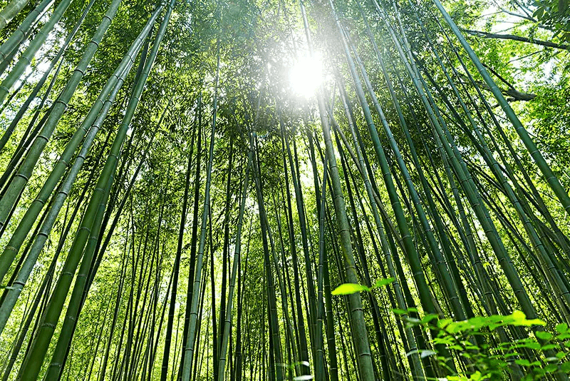 【新征程 中林再出發(fā)】林業(yè)央企“碳”索綠色發(fā)展新路徑