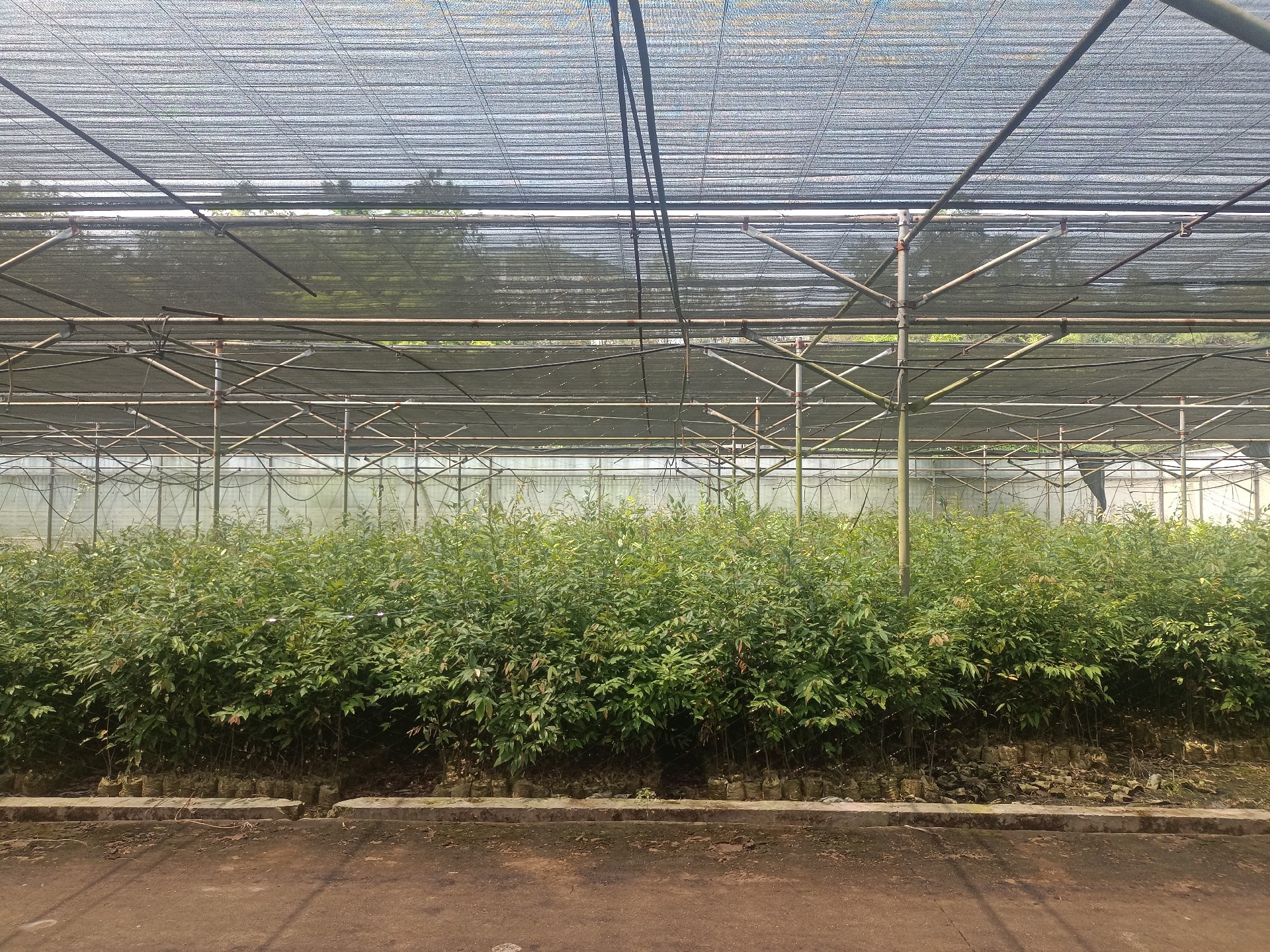 1669273089180372.png 紅錐2.jpg