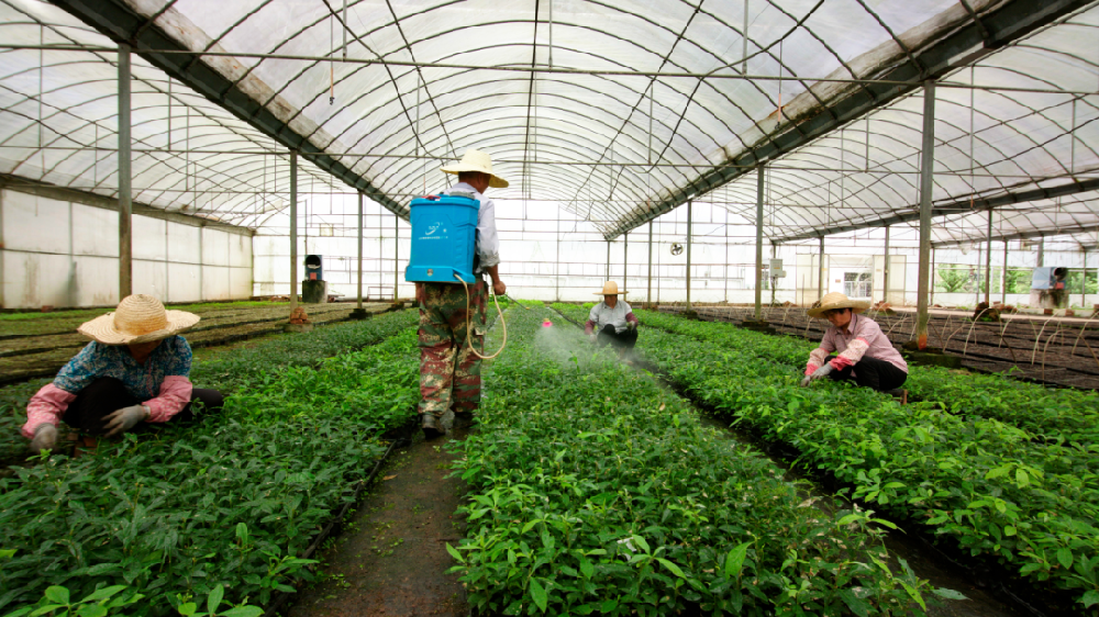 永安林業(yè)鄉(xiāng)土珍貴樹種良種和耐寒桉樹良種獲得省級財政林木良種專項資金支持