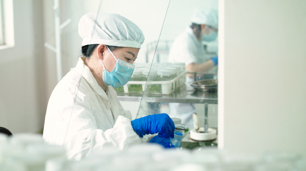 “點(diǎn)綠”成金！永安林業(yè)科技創(chuàng)新激活產(chǎn)業(yè)發(fā)展新動(dòng)能