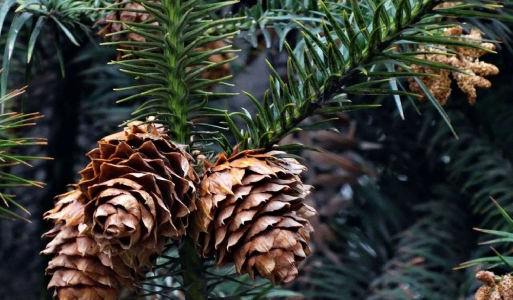《林木科普》第二期：看一種樹木，如何在與人的共生中，寫就跨越時空的生命史詩