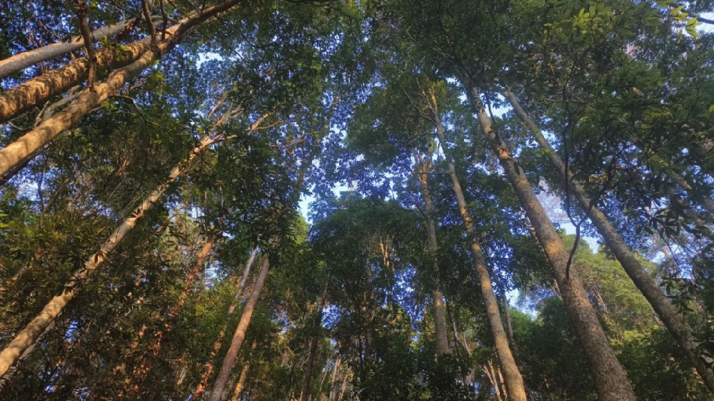 《林木科普》第三期：看一縷楠香，如何穿越歷史煙云，訴說人與森林共生的智慧與責(zé)任